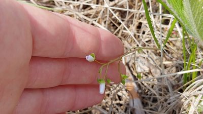 Claytonia virginica, photographed by Ryan Sorrells