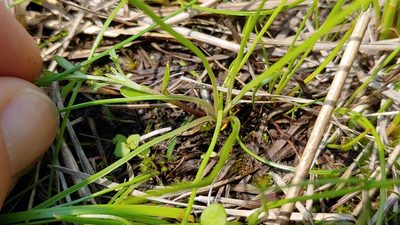 Isoetes butleri, photographed by Ryan Sorrells