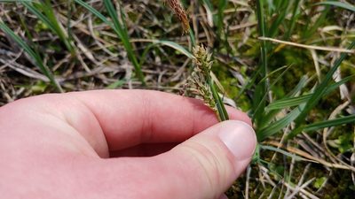 Carex meadii, photographed by Ryan Sorrells