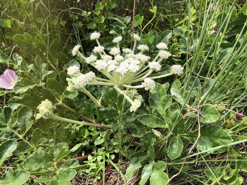 Glehnia littoralis, photographed by Yoshimasa Uchiyama