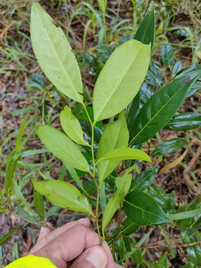 Diospyros fasciculosa, photographed by Tony van Kampen