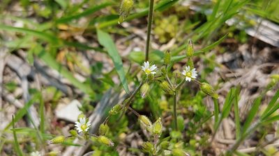 Cerastium semidecandrum, photographed by Ryan Sorrells