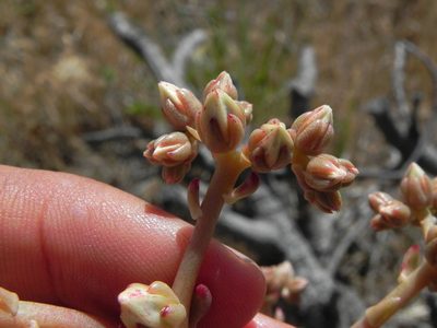 Dudleya edulis, photographed by James C. Davis