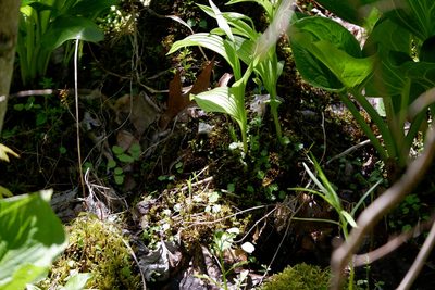 Hydrocotyle americana, photographed by Bonnie Semmling