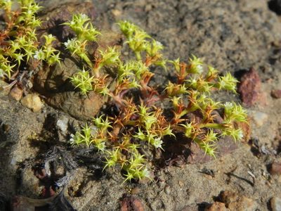 Chorizanthe procumbens, photographed by James C. Davis
