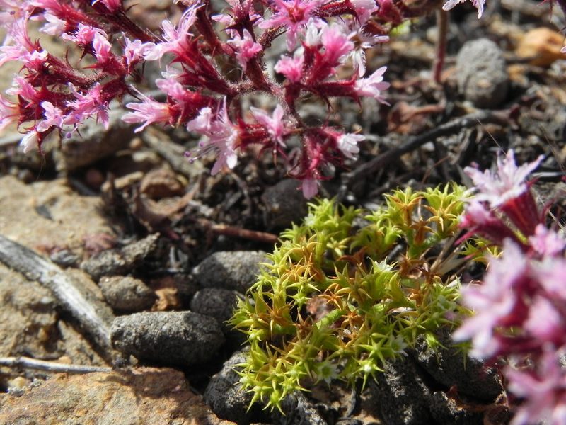 Chorizanthe procumbens, photographed by James C. Davis