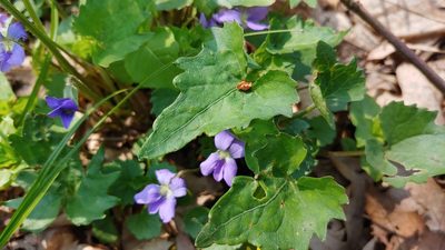 Viola subsinuata, photographed by Ryan Sorrells