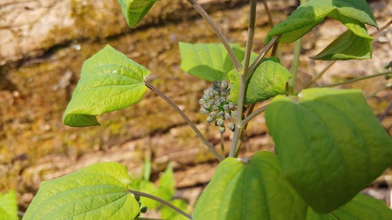 Smilax illinoensis, photographed by Ryan Sorrells