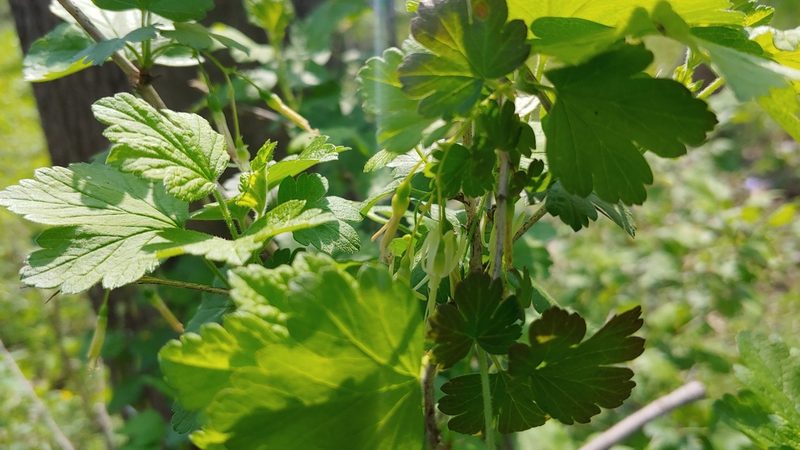 Ribes missouriense, photographed by Ryan Sorrells