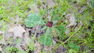 Trillium recurvatum, photographed by Ryan Sorrells