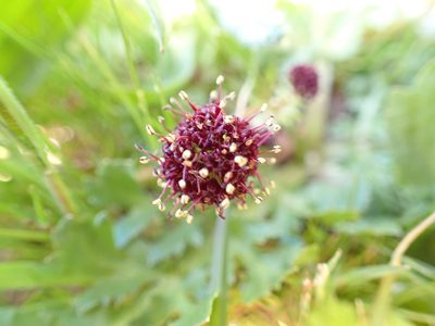 Sanicula bipinnatifida