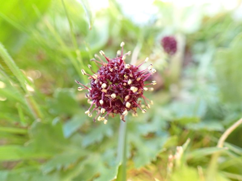 Sanicula bipinnatifida, photographed by James H. Thomas