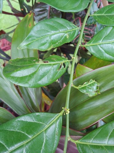 Casearia sylvestris, photographed by Kurt Miller