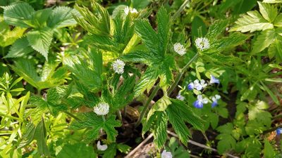 Hydrastis canadensis, photographed by Ryan Sorrells