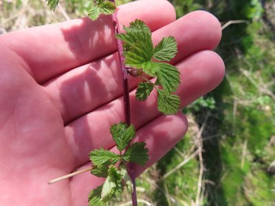 Rubus occidentalis, photographed by Eric Schmidt