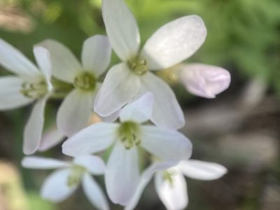 Cardamine concatenata, photographed by Brett Ortler