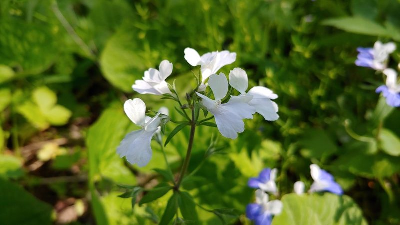 Collinsia verna, photographed by Ryan Sorrells