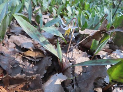 Erythronium albidum, photographed by Eric Schmidt