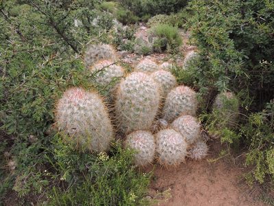 Oreocereus trollii, photographed by Mariana