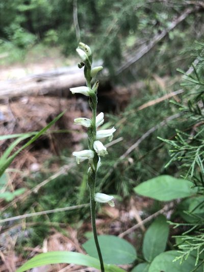 Spiranthes sylvatica, photographed by John Kees