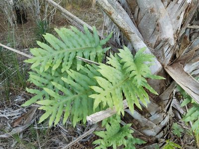 Phlebodium aureum, photographed by Leila Dasher
