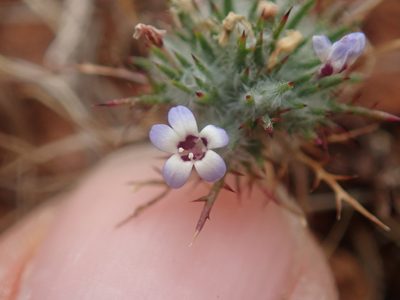 Navarretia heterandra, photographed by Scott Yarger