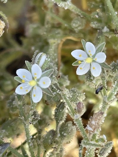 Spergularia villosa, photographed by Irene