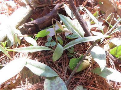 Erythronium albidum, photographed by Eric Schmidt
