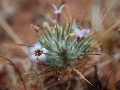 Navarretia heterandra, photographed by Scott Yarger