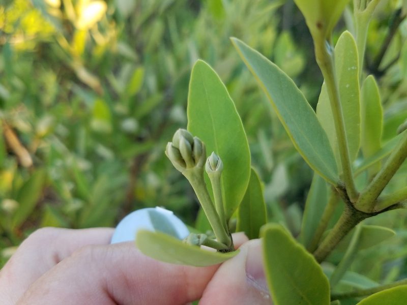 Avicennia germinans, photographed by Leila Dasher