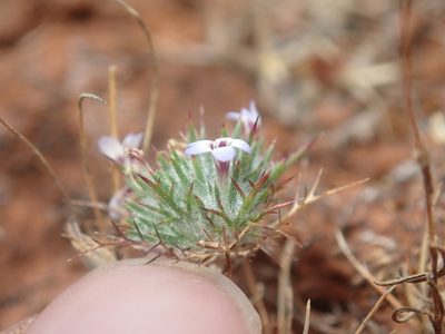 Navarretia heterandra, photographed by Scott Yarger