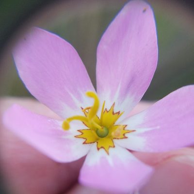 Sabatia stellaris, photographed by Leila Dasher