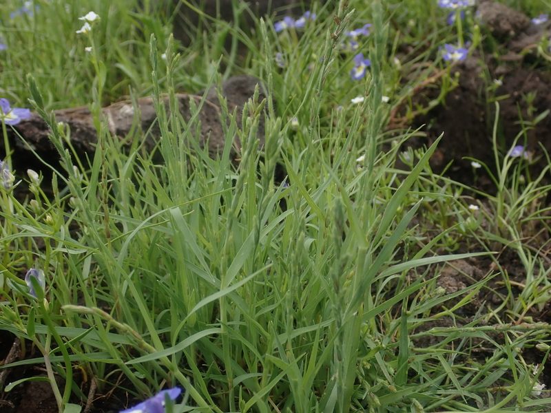 Orcuttia tenuis, photographed by Scott Yarger