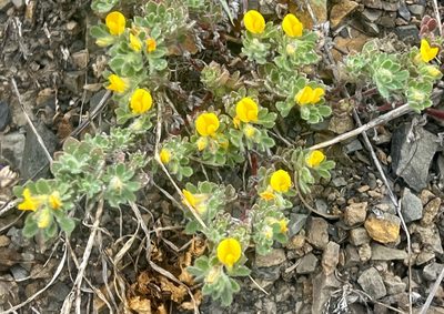 Acmispon brachycarpus