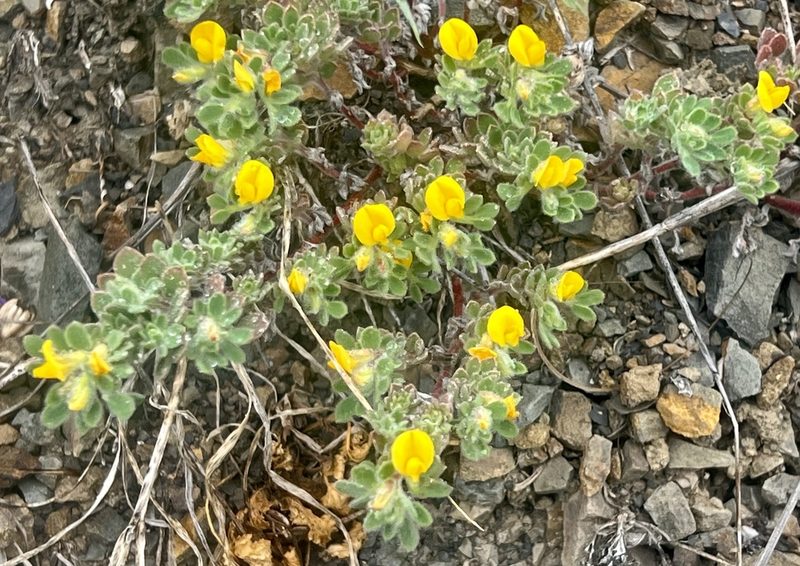 Acmispon brachycarpus, photographed by Chuck Wilson