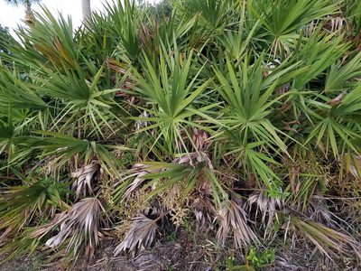 Serenoa repens, photographed by Leila Dasher