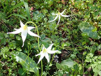 Erythronium oregonum, photographed by James H. Thomas