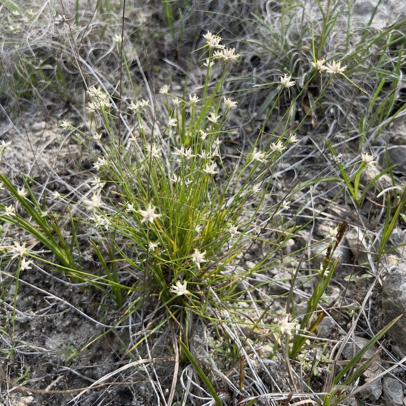 Rhynchospora nivea, photographed by Clifton Ladd, C.W.B.