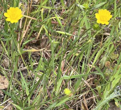 Ranunculus californicus, photographed by Chuck Wilson