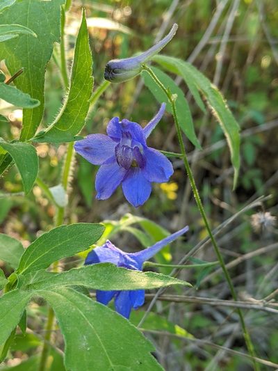 Delphinium alabamicum, photographed by Kristi Zoebelein