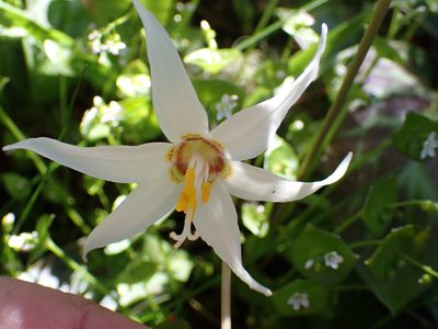 Erythronium oregonum, photographed by James H. Thomas