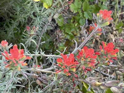 Castilleja foliolosa, photographed by Chuck Wilson