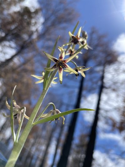 Fritillaria brandegeei, photographed by Dee Shea Himes