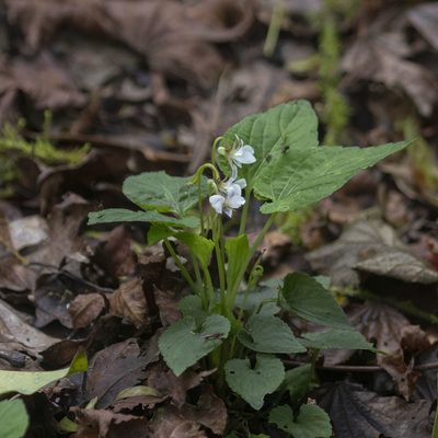 Viola canescens, photographed by Paulmathi Vinod