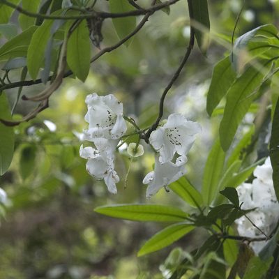 Rhododendron griffithianum, photographed by Paulmathi Vinod