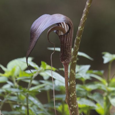 Arisaema speciosum, photographed by Paulmathi Vinod