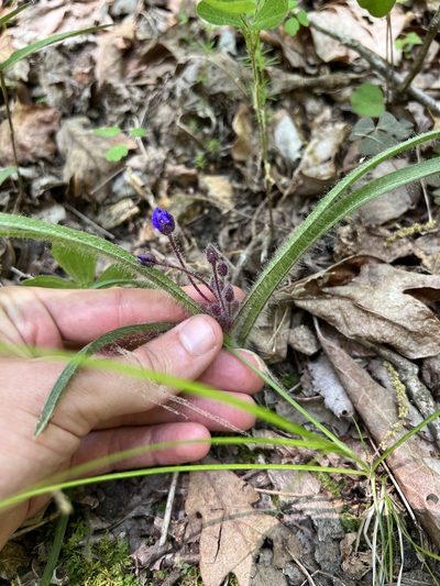 Tradescantia longipes, photographed by Nathan Aaron