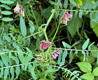 Vicia ramosissima, photographed by Chuck Wilson