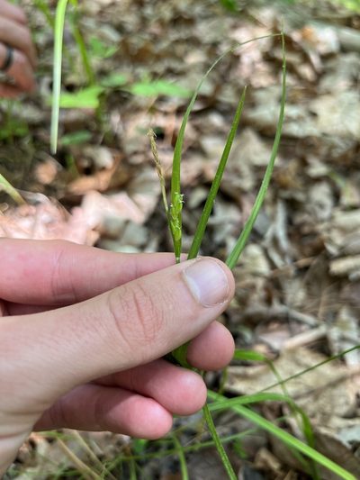 Carex planispicata, photographed by Nathan Aaron