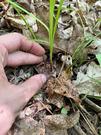 Carex planispicata, photographed by Nathan Aaron